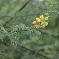 Vachellia nilotica (L.) P.J.H.Hurter & Mabb.